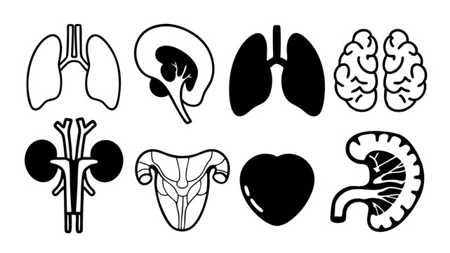 "Stroke icon collection of internal organs: heart, lungs, kidneys, and more, all in a minimalist outline style for easy customization in educational materials."