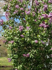 Obraz premium lilacs in may