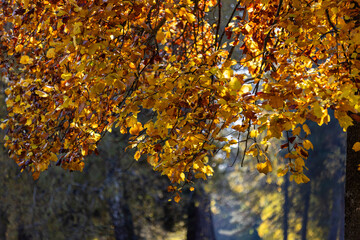 Golden autumn leaves illuminated by warm sunlight, hanging from a tree branch against a backdrop of lush green foliage, capturing the essence of a serene fall day.