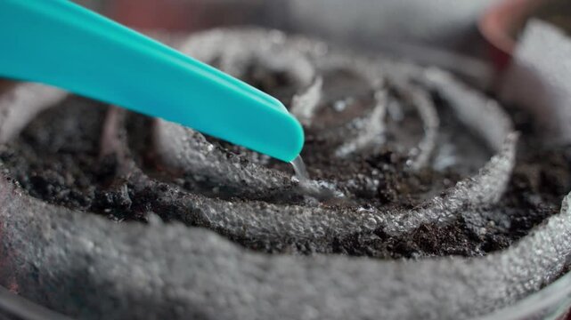 Watering a roll of foamed polypropylene with soil prepared for seedling germination