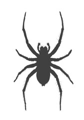 Spider silhouette - vector illustration.