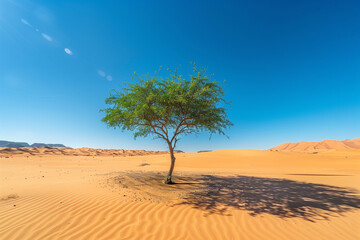 Fototapeta premium A lone tree in the center of a desert under a clear, bright blue sky, with its shadow cast on the sand.
