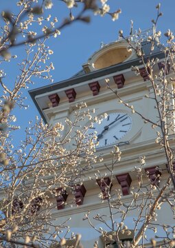 The clock face of an old country town Post Office framed by spring blossoms against a blue sky