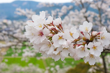 Fototapeta premium 早春の淡い桜