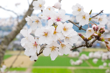 Fototapeta premium 早春の淡い桜