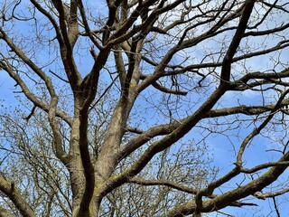 Bare branches of a tree with blue sky cloudy behind. 