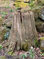 Obraz premium An Ancient rotting tree trunk with moss surrounded by plants and stones. 