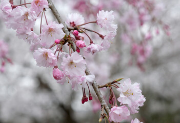 薄いピンクの枝垂れ桜