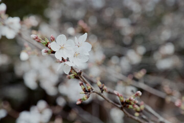 綺麗に開花した桜の花と綺麗なピンクに色づく蕾