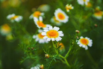 Obraz premium Blooming daisies fill a green meadow bathed in soft sunlight.