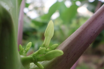 Fototapeta premium close up of a white flower of papaya