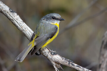 Eastern Yellow Robin (Eopsaltria australis) Perched on a Branch
