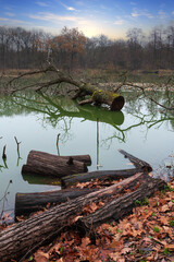 Old oak logs and dead tree on forest swamp