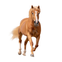 Obraz premium Majestic Chestnut Horse Galloping Energetically in Open Meadow Under Bright Blue Sky