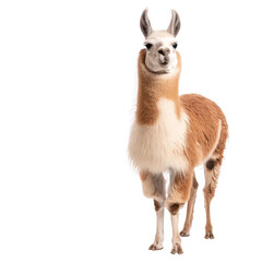 Obraz premium Cute and Friendly Llama Standing on a White Background with a Playful Expression