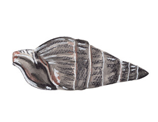 Black Seashell handpainted illustration Colorful hand drawn sea life clipart Png cut file with transparent background Marine life creatures Inspired by Sardinia, Italy