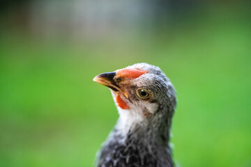 Feathers on chickens are gray and black. The red beak then stood on the grassy area.