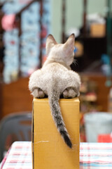 Little cat is looking backside from above a paper box with blurry background.