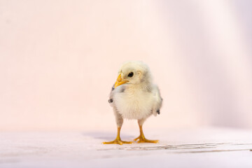 Close up full body baby isolated Hamburg Chick standing on pink pastel colour table and wall in at outdoor sunlight. It is recognised in Germany and Holland