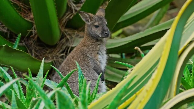 Wallaby Kangaroo is a species of kangaroo. A kangaroo sits in the greenery 
