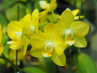 Close-up of yellow orchid, Phalaenopsis