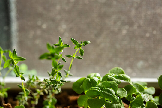 Basil and thyme seedlings growing in pot on windowsill of home
