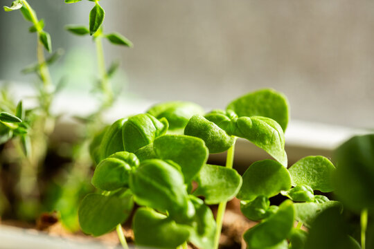 Basil seedlings growing in pot on windowsill of home