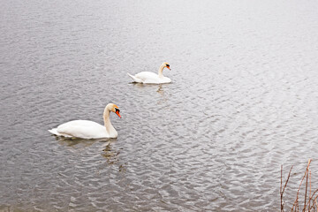 pair of white swans on the lake. Long flight. Bird protection