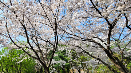 Beautiful White Cherry Blossom flowers, with a  clear blue sky, Boramae Park in Seoul, South Korea, for a background