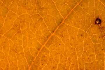 Background of yellow leaves in autumn with details of rotting areas horizontally