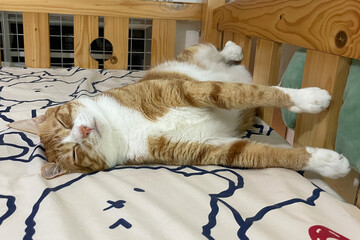 A beautiful red-haired cat sleeps impressively on the bed. A beautiful ginger white cat lies on the bed at home and rests. Funny cat portrait 
