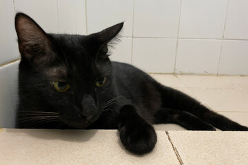 Portrait of black domestic chubby Cat lying down side ways on marble floor, in front of room at home, looking around with yellow eyes.
