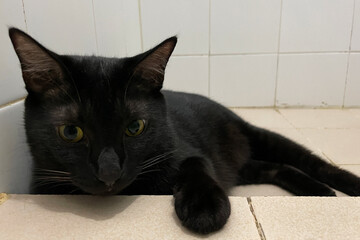 Portrait of black domestic chubby Cat lying down side ways on marble floor, in front of room at home, looking around with yellow eyes.
