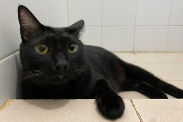Portrait of black domestic chubby Cat lying down side ways on marble floor, in front of room at home, looking around with yellow eyes.
