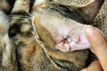 cat with red ear close up. dermatological problems and allergies in pets. Close-up of a receding hairline on a cat's ear. Microsporia or lichen in a kitten, hair falls out and skin peels off.