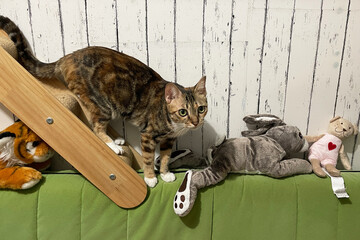 Cat playing on stairs. Cute fluffy Cat enrichment and happiness. kitten and toys