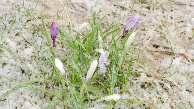 Crocus flowers blooming during spring snow shower