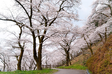 神奈川県相模原市津久井湖、城山公園の満開の桜