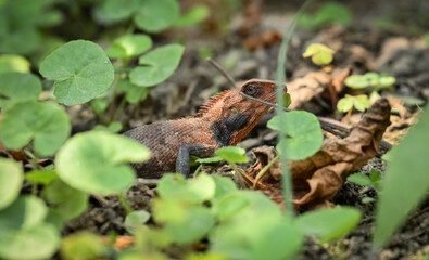 The oriental garden lizard