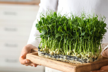Woman holding wooden board with fresh peas micro green in kitchen, closeup