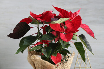 Beautiful Christmas plant poinsettia on light wooden background, closeup