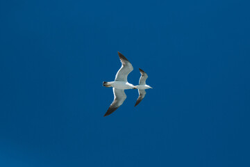 航行中的海鸥：自由翱翔的瞬间【Seagulls in Flight: Moments of Freedom During a Voyage】
