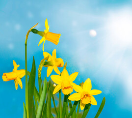 Yellow Daffodils flower field. spring background, flower landscape. Narcissus