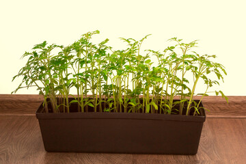 Tomato seedlings in pots. Growing on the balcony. Home gardening vegetables plant. Natural farming and agriculture.