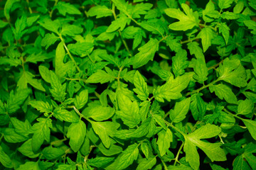 Natural background of green leaves and tomato sprouts.