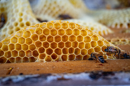 Close up of bees working on bee's wax in a hive