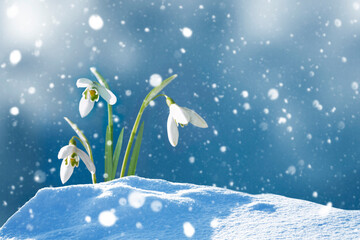 Galanthus nivalis.snowdrop flower growing in snow in early spring forest