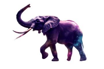 An elephants, the plural of an elephant, standing on two legs and holding its trunk up in the air, in a transparent background