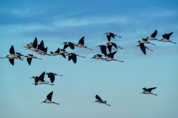 Southern Stilt, Himantopus melanurus in flight, Ansenuza National Park, Cordoba Province, Argentina