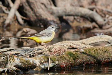 Gebirgsstelze auf Baumstamm
